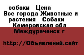 собаки › Цена ­ 2 500 - Все города Животные и растения » Собаки   . Кемеровская обл.,Междуреченск г.